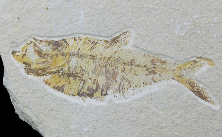 Bargain, Diplomystus Fossil Fish - Wyoming #88587